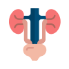 Urinary Tract Problems Image
